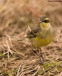 Yellow Wagtail 黃鶺鴒
D7A_0336