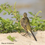 Yellow Wagtail 黃鶺鴒
D8A_1053