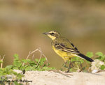 Yellow Wagtail 黃鶺鴒
D8A_1064