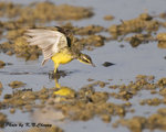 Yellow Wagtail 黃鶺鴒
D8A_1149