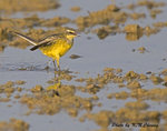 Yellow Wagtail 黃鶺鴒
D8A_1150