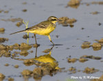 Yellow Wagtail 黃鶺鴒
D8A_1191