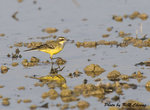 Yellow Wagtail
黃鶺鴒
D8A_1194