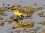 Yellow Wagtail  黃鶺鴒
D8A_1197