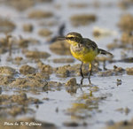Yellow Wagtail 黃鶺鴒
D8A_1283