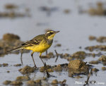 Yellow Wagtail 黃鶺鴒
D8A_1298
