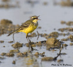 Yellow Wagtail 黃鶺鴒
D8A_1303