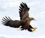 A Fury Eagle