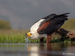 African Fish Eagle Drinking