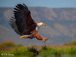 African Fish Eagle Landing
