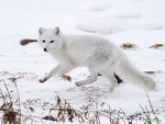 Arctic Fox 01