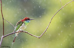 Bee-eater in the Rain