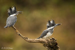 Crested Kingfisher 10