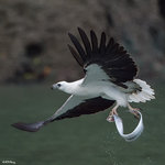 Eagle Caught a Fish 4