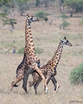 Girafee Mating 2
