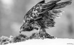 Golden Eagle 06 BW