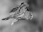 Great Grey Owl in Flight 03 BW