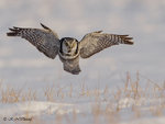 Hawk Owl A04