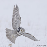 Hawk Owl A11