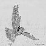 Hawk Owl A11 BW