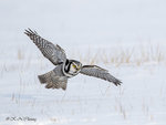 Hawk Owl A21