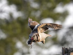 Hawk Owl with Catch 02