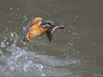 Kingfisher Out of Water