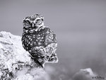 Little Owl 10 BW