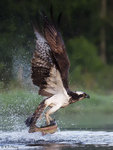 Osprey Caught a Fish 9