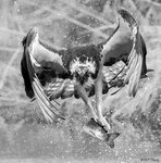 Osprey Preying 03 BW