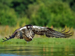 Osprey and Fish 4