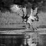 Osprey and Fish 8 BW
