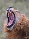Roaring Lion 2