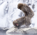 Snow Monkeys Mating 02