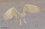 Snowy Owl A16