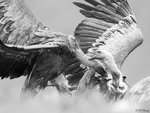 Vulture Fight 01 BW