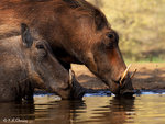Warthog Drinking