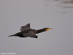 Great Cormorants 鸕&#40384;
D7A_5451