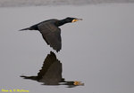Great Cormorants 鸕&#40384;
D7A_5593