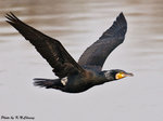 Great Cormorants 鸕&#40384;
D7A_5824
