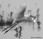 Black & White
D8A_1438_bw