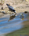 Eye-striped White Wagtail 眼紋白鶺鴒
D8A_0088