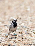 Eye-striped White Wagtail 眼紋白鶺鴒
D8A_0193