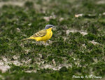 Manchurian Yellow Wagtail 東北黃鶺鴒 
D8A_0652