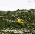 Manchurian Yellow Wagtail 東北黃鶺鴒 
D8A_0655