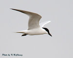 Gull-billed Tern 鷗咀噪鷗
D8A_0428