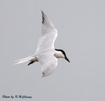 Gull-billed Tern 鷗咀噪鷗
D8A_0432