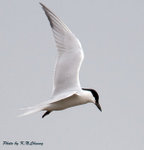 Gull-billed Tern 鷗咀噪鷗
D8A_0434