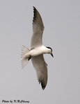 Gull-billed Tern 鷗咀噪鷗
D8A_0436