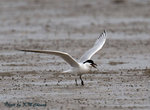 Gull-billed Tern 鷗咀噪鷗
D8A_0440